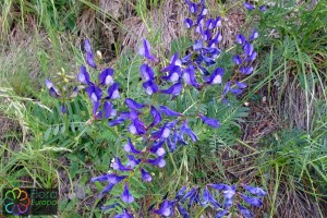 vicia onobrychioides (1)